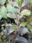 Preview: Weigela Black and White - Weigelie Black and White - ist ein sommergrüner, winterharter Strauch mit dunkelgrünem Laub.