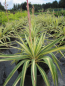 Preview: Garten-Lilie Golden Sword