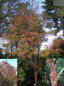 Preview: Acer griseum - Zimtahorn 2