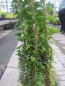 Preview: Hedera helix Erecta 1