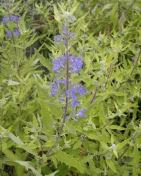 Die Bartblume Worcester Gold trägt dunkelblaue duftende Blüten