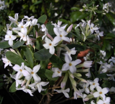 Der Maien Seidelbast Somerset trägt zahlreiche duftende Blüten