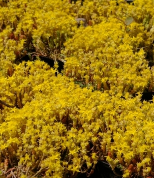 Der Scharfe Mauerpfeffer Yellow Queen ist ein Bodendecker