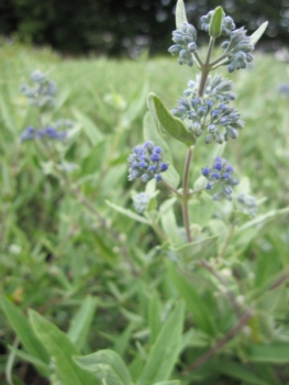 Die Bartbluem Kew Blue trägt sehr intnsiv blaue Blütenrispen