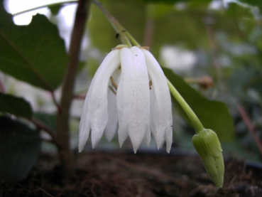 Maiglöckchenbaum Elaeocarpaceae Weißer Laternenbaum Crinodendron patagua Winterblüher duftend