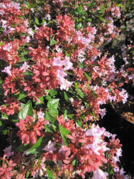 Abelia grandiflora Rasperry Profusion 3