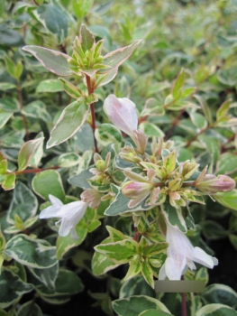 Abelia grandiflora Steredenn