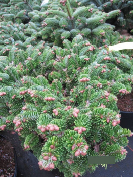 Zwerg-Nordmanntanne Kate Brook - Abies nordmanniana Kate Brook