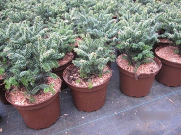 Abies balsamea Kiwi