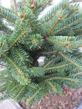 Preview: Abies nordmanniana Saerling 3