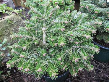 Abies nordmanniana Münsterland - Zwerg-Nordmanntanne -  hat nach oben gestellte Nadeln und wächst halbkugelig und breit. Die winterharte Zwerg-Nordmanntanne wird nur ca. 50 cm hoch und breit.