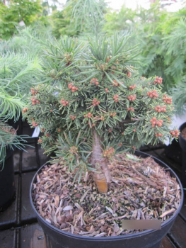 Abies procera Hupp´s Dwarf1