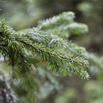 Preview: Abies sachalinensis 3