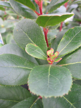 Arbutus unedo Peace and Love 1