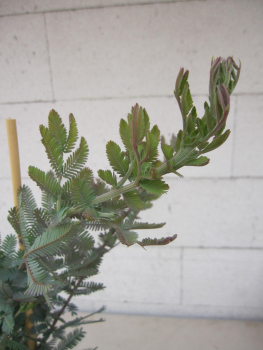 acacia baileyana purpurea 4