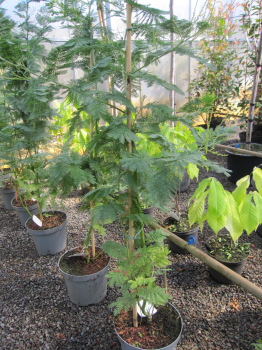 Acacia dealbata Gaulois Astier 3
