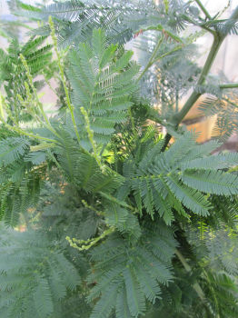 Acacia dealbata Gaulois Astier 2