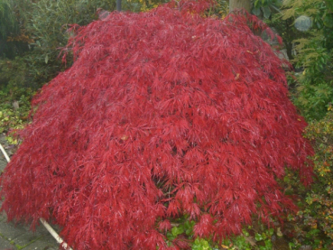 Ahorn palmatum Garnet