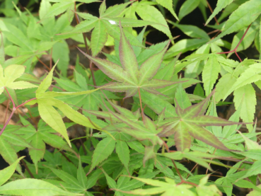 Preview: Acer palmatum Osakazuki 2