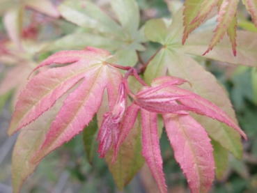 Acer palmatum Osakazuki 1