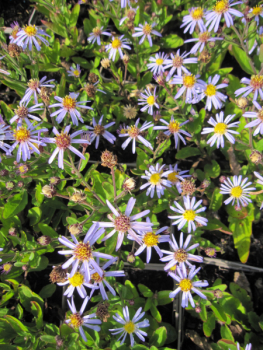 Preview: Ageratum-ähnliche Astern Nanus 2