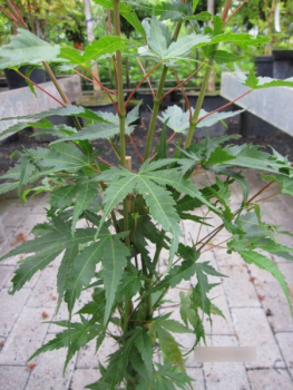Ahorn palmatum Arakawa 3