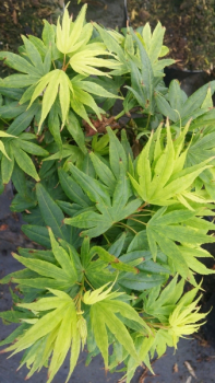 Ahorn palmatum Mikawa yatsubusa