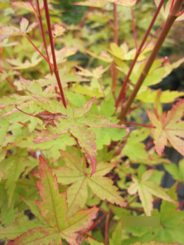 Preview: Ahorn palmatum Peve Chameleon 2