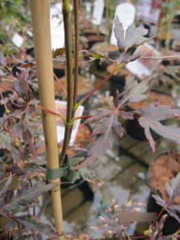 Ahorn palmatum Peve Stanley 2