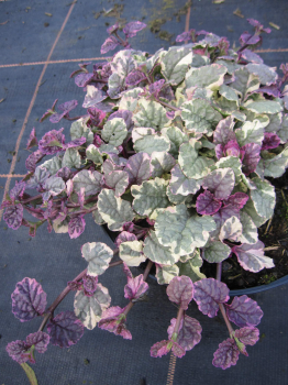 Ajuga reptans Burgundy Glow 3