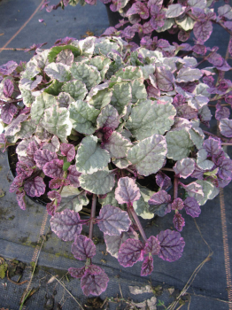 Ajuga reptans Burgundy Glow 1