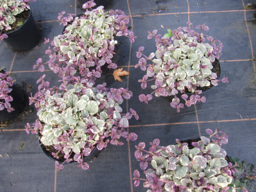 Ajuga reptans Burgundy Glow  2