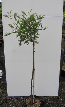 Preview: Hochstamm Kaisererle Imperialis 2