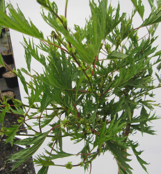 Preview: Hochstamm Kaisererle Imperialis 3