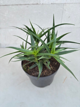 Aloe striatula 1
