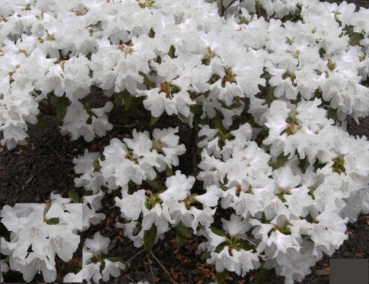 Rhododendron carolinianum Dora Amateis