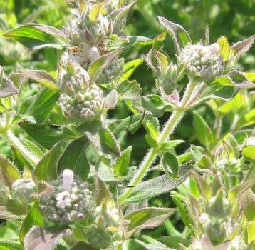 Pyracanthemum pilosum 1