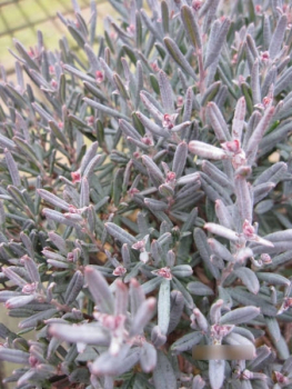 Andromeda polifolia Blue Lagoon 2