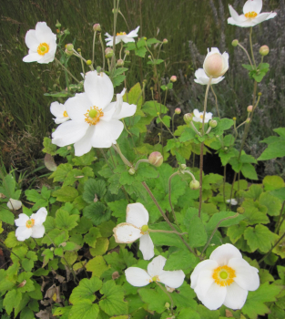 Preview: Herbst-Anemone Andrea Atkinson 2