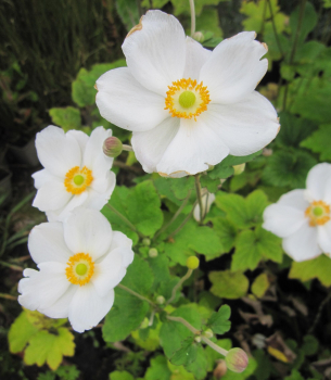 Herbst-Anemone Andrea Atkinson 1