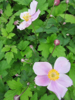 Herbst-Anemone Robustissima 1
