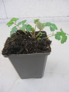 Aquilegia caerulea Kristall 2