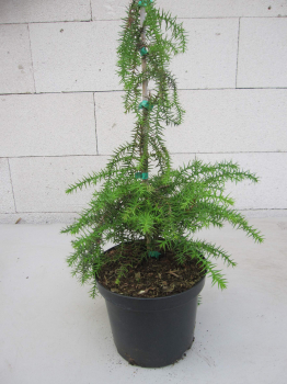 Araucaria aria bidwillii 3