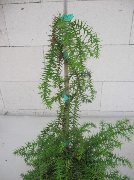 Araucaria aria bidwillii 2