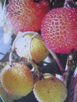 Fremdartige Früchte ernten vom winterharten Erdbeerbaum exotische Laubgehölze 
