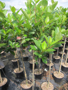 Preview: Hochstamm Apfelbeere Viking 3