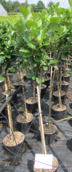 Hochstamm Apfelbeere Viking 1