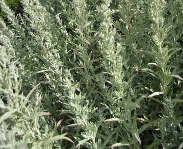 Garten-Beifuß Silver Queen 1