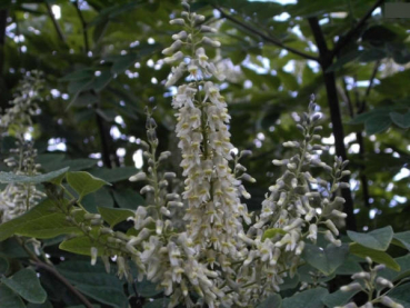 Maackia amurensis