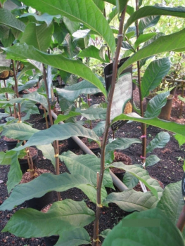 Asimina triloba Allegheny